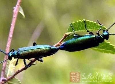 【别名】青虫,相思虫