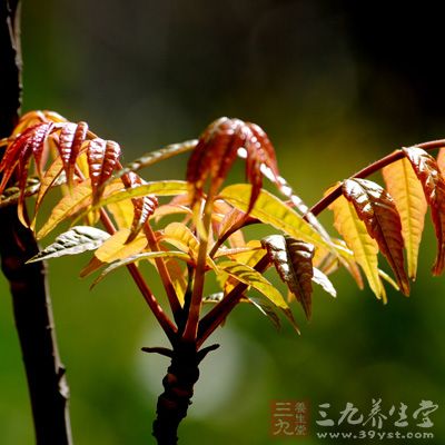 谷雨前后是香椿上市的时节