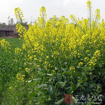 茎、叶用蔬菜，颜色深绿