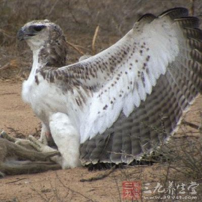 把斧子磨好，去杀死秃鹰，放出丹风姑娘