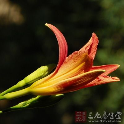 黃花菜的營養(yǎng)價(jià)值如此豐富，是難得的佳品