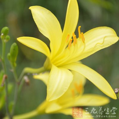 黃花菜的花有健胃、通乳、補血的功效