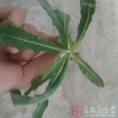 苦苣菜的茎叶柔嫩多汁,嫩茎叶含水量高达90%