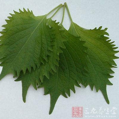 將紫蘇葉洗凈瀝干水，放入杯內(nèi)用開水沖泡