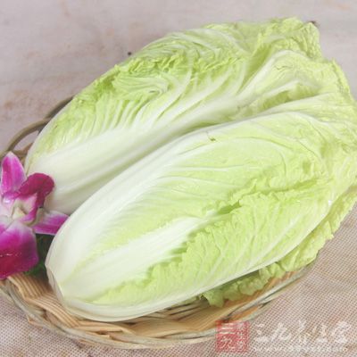 娃娃菜為半耐寒性蔬菜，有肥大的肉質(zhì)直根和發(fā)達(dá)的側(cè)根