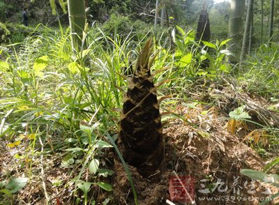 立春后踩挖的笋，以其笋体肥大、洁白如玉、肉质鲜嫩、美味爽口被誉为“菜王”