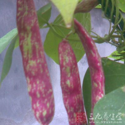 扁豆又称为四季豆、刀豆、豆角、芸豆等，是常见的农家蔬菜