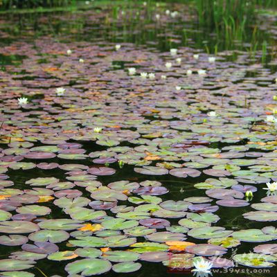 莼菜，旧称菁蒪，俗称马蹄草，原是一种野生水菜，适宜生长在肥力适中的山脚边偏冷活水塘