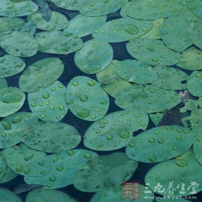 與鯉魚同食清熱消腫、解毒抗癌。與黃魚同食，可開胃、增食欲