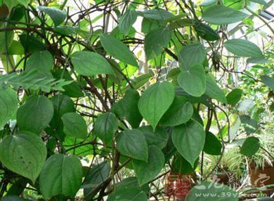 芦子藤的药用价值与应用