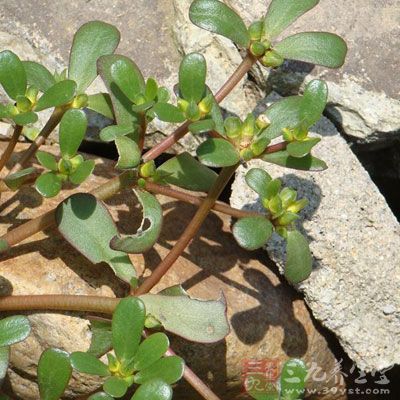 馬齒莧對大腸桿菌、痢疾桿菌、傷寒桿菌等均有較強(qiáng)的抑制作用，特別是對痢疾桿菌的作用很強(qiáng)