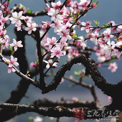 宁波奉化：漫山遍野的桃花开