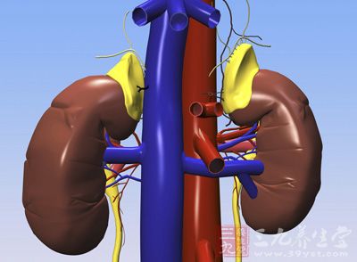 吃什么食物补肾虚_男人吃什么补肾壮阳最快