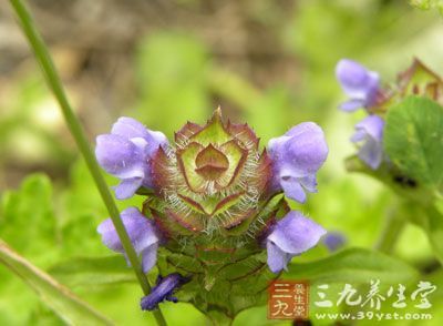 夏枯草的外形像人的嘴唇，采摘季节是夏季，一般生长在野外的树林，大山，田埂或是郊外的路边