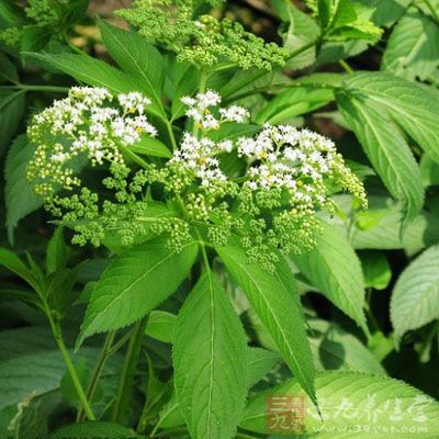 陆英的药用价值与应用