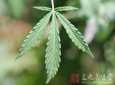 麻花的药用价值与应用