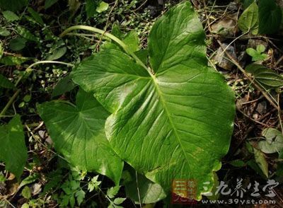 独角芋的药用价值与应用