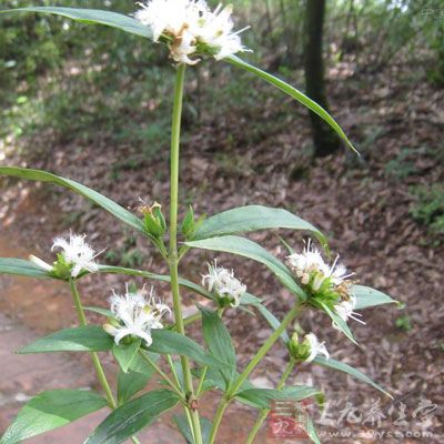 生长于山坡草地及路旁。全国大部地区均有分布