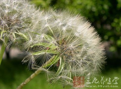 生活中相信大家都見過蒲公英，作為一種常見植物，它還是我們餐桌上的一道美味