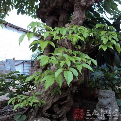 行气活血,消肿解毒 行气活血,消肿解毒
