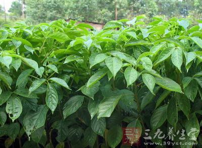 常绿或半常绿大乔木,高达40米,胸径可达2.3米 常绿或半常绿大乔木,高达40米,胸径可达2.3米