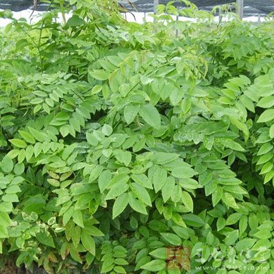 大蛇药的药用价值与应用