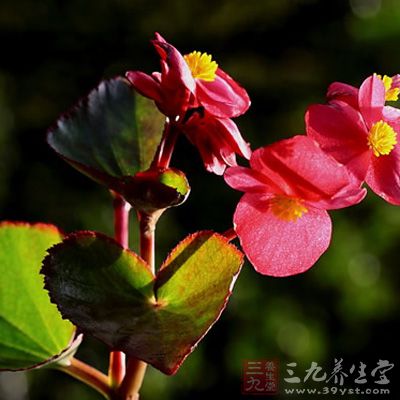 味酸,性寒,无毒 味酸,性寒,无毒