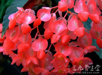 毒性无毒、药性凉、药味酸、涩 毒性无毒、药性凉、药味酸、涩