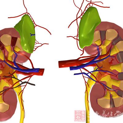 肾的重要性众所周知，古人把肾称为“先天之本”，对这一脏器极为珍重
