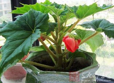 药性寒、药味辛、酸 药性寒、药味辛、酸
