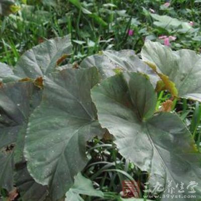 清热,消肿。治咽痛,痈疡,跌打损伤 清热,消肿。治咽痛,痈疡,跌打损伤