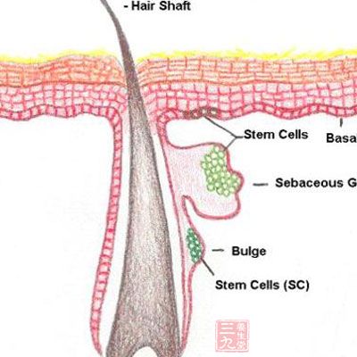 激光是通过破坏毛囊起到去毛作用的，而毛囊生长分为生长期、休止期及退行期