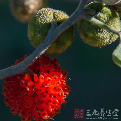 得尿通淋;清热解毒。主热淋;石淋;热毒疮疖 得尿通淋;清热解毒。主热淋;石淋;热毒疮疖
