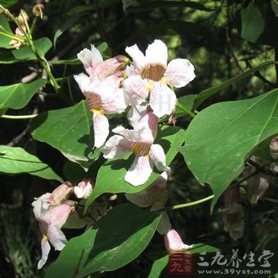 治痈肿疮疡,痔瘘,吐逆,咳嗽 治痈肿疮疡,痔瘘,吐逆,咳嗽
