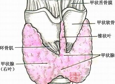 身边很多人应该都得过甲亢，甲亢对我们的身体已经造成了很严重的影响，下面我们就看看关于治疗甲亢有哪些好的方法吧