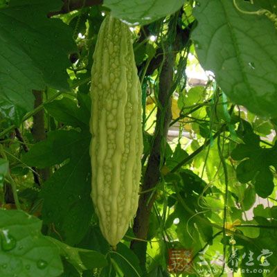 苦瓜片泡水喝的功效 这样喝竟有这好处