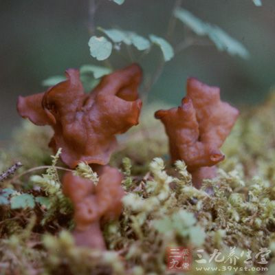 鹿花菌就可能引起此类症状，但其所含毒素加热到100摄氏度就可被破坏