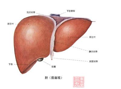 皮肤上的肝病信号竟是这样