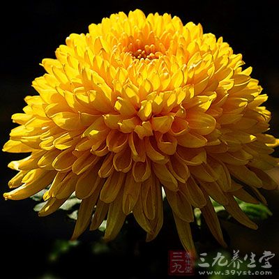 菊花能分解兩種有害物質(zhì)