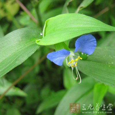 鴨跖草屬常綠植物，生長強(qiáng)健