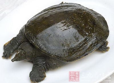 甲魚肉含蛋白質(zhì)、脂肪、碳水化合物、灰分、鎂