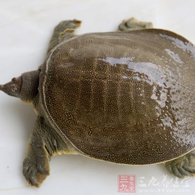 甲魚富含動物膠、角蛋白、銅、維生素D等營養(yǎng)素