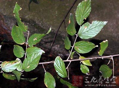 雀梅藤根