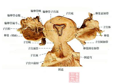 子宫是孕育新生命重要的部位,对女性来说至关重要