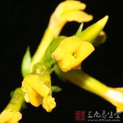 雀舌豆_中药百科