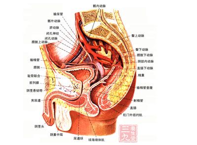 膀胱癌是一种恶性肿瘤,通常发生在膀胱内膜