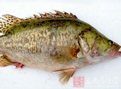 鱖魚(yú)肉質(zhì)細(xì)嫩豐滿(mǎn)，肥厚鮮美