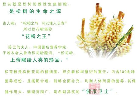 松花粉是松树的雄性生殖细胞,是松树的生命之源 松花粉是松树的雄性生殖细胞,是松树的生命之源