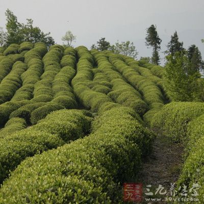 中国是茶的故乡，历史悠久