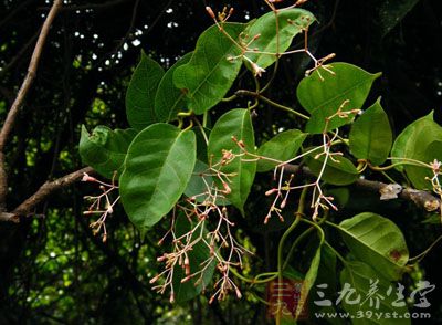 花拐藤根的药用价值与应用